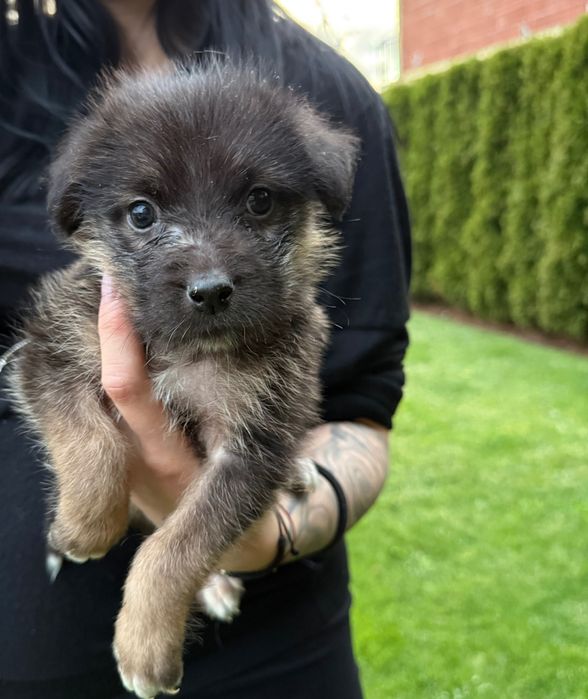 Подарявам 3 бебета кучета