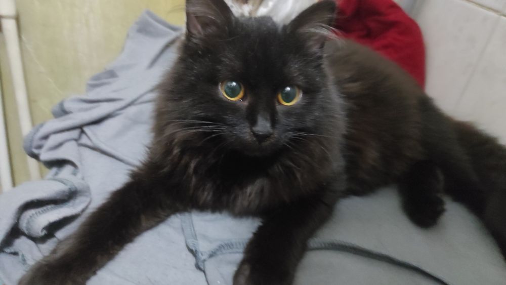 Срочно кошка ищет дом