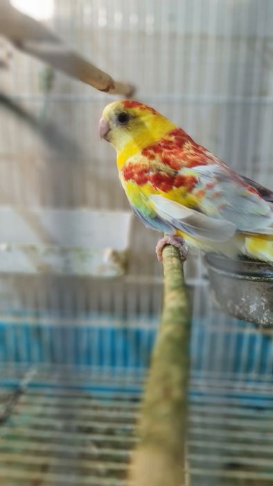 Vând perusi tineri și maturi,nimfe,rozela,cantatori,kakariki.