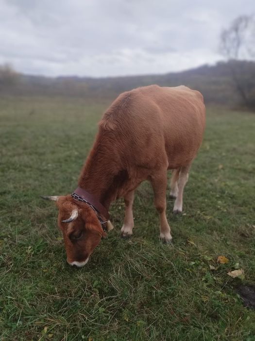Vaca de vânzare de 4 ani