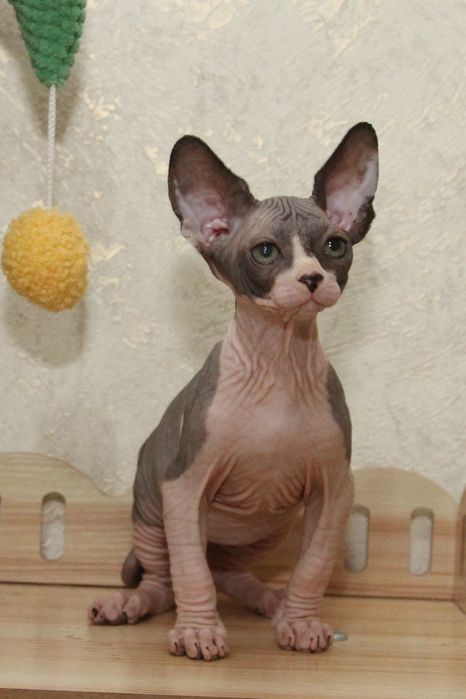 Котята канадского сфинкса с шоу перспективой