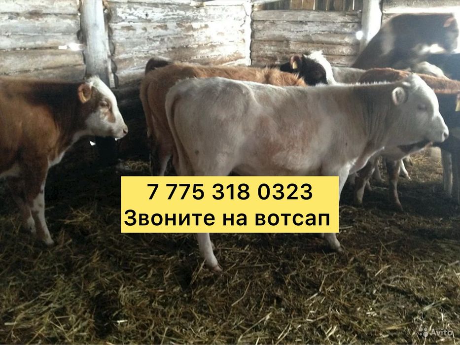 Бычек телята ангусер аулькол голШт лиаш