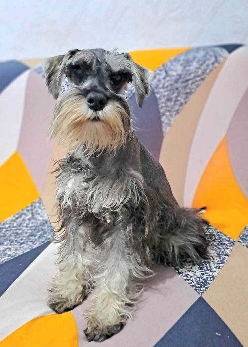 Мини шнауцер (цвергшнауцер)