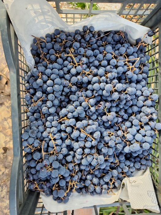 Продам виноград Сорт Изабелла