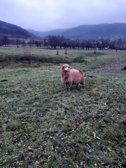 Vând 30 oi tinere – ideale pentru fermă