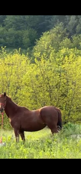 Iapa pur Sânge Englez