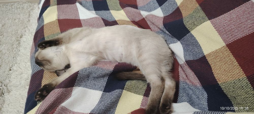 Котёнок 3-4 месяца приучен к лотку