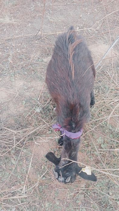 Ұрағашы лақ обмен бар