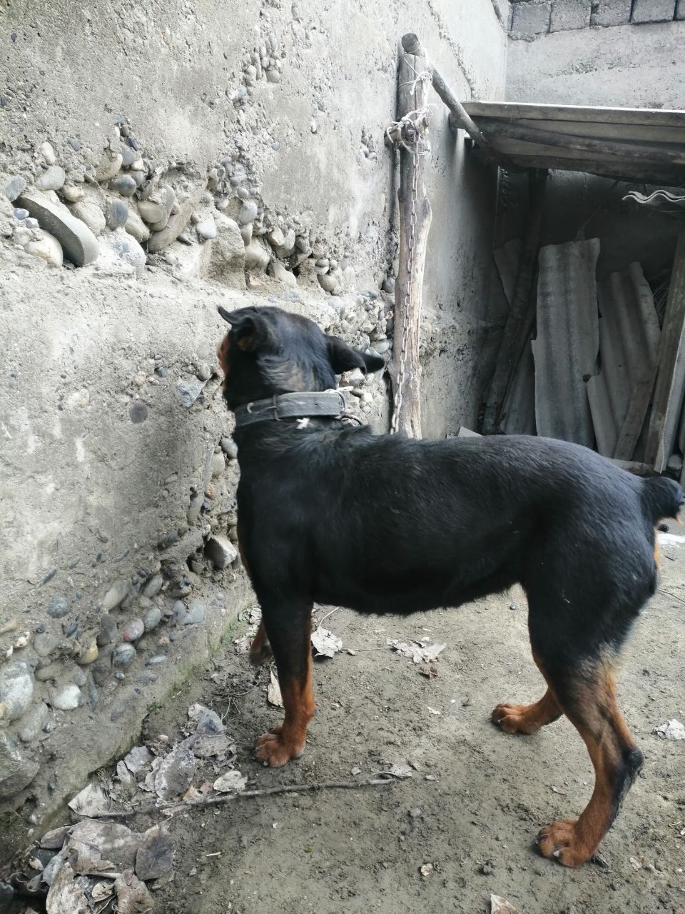 Yaxchi it toza zot ratveler