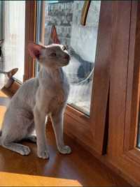 Петерболд - котик, редчайшего окраса