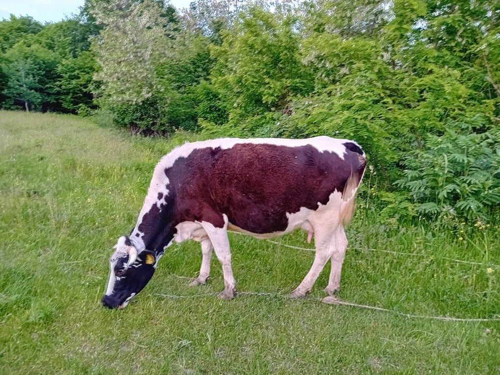 Vaca cu viței de vanzare