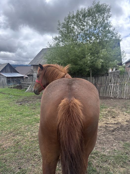 Vand mânză de 2 ani jumate