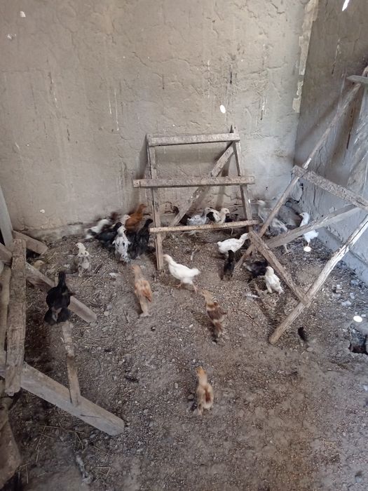 Цыплята. Куры. Цыпленки