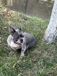 Vand Bulldog Francez!