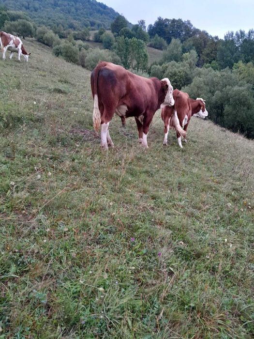 De vânzareTaur autorizat