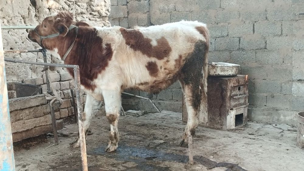 Zottor buqacha sotiladi