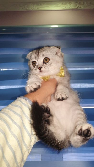 Продаётся котята