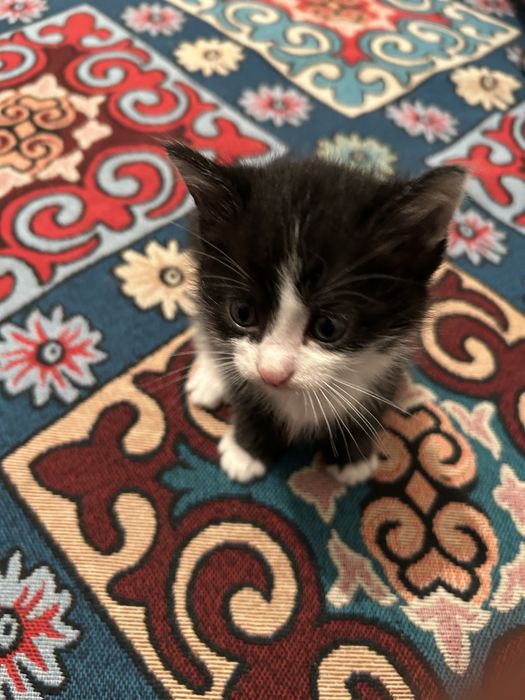 Обоим по месяцу