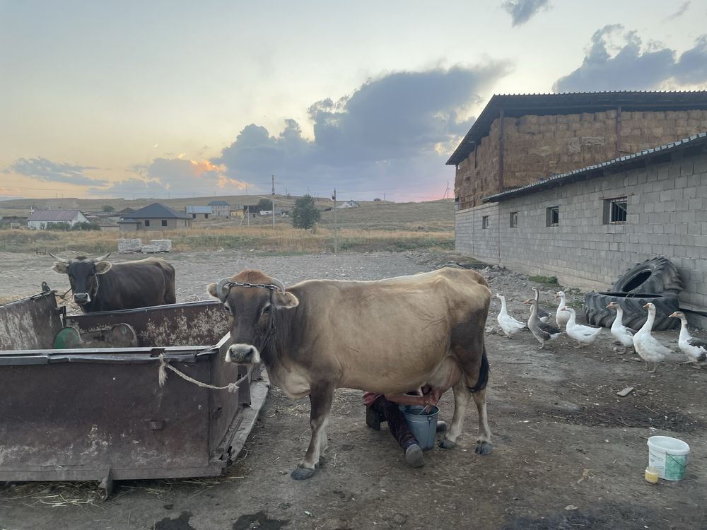 Продам дойную корову