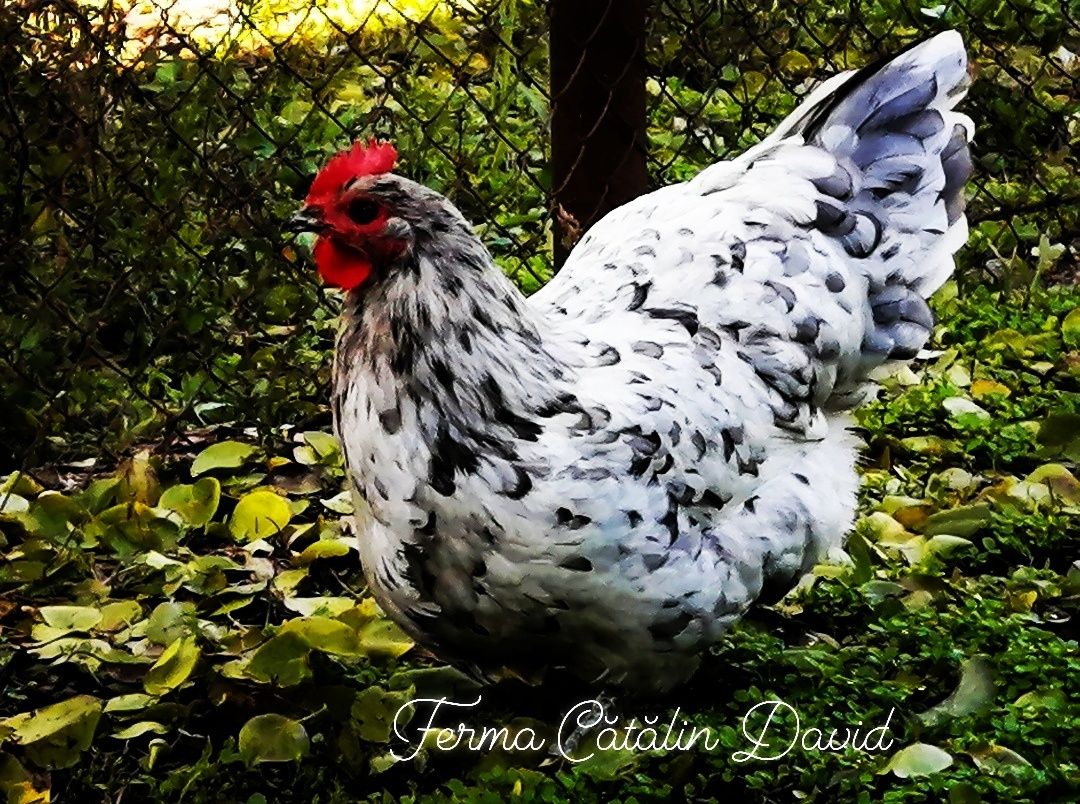 Oua de incubat Australorp Negru-Albastru-Splash