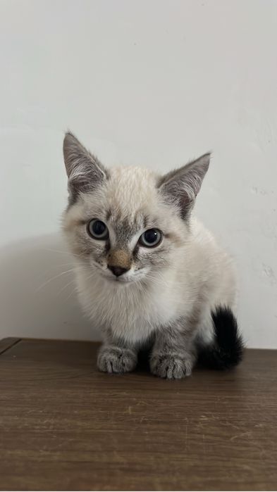 Отдам кошку бесплатно!!!