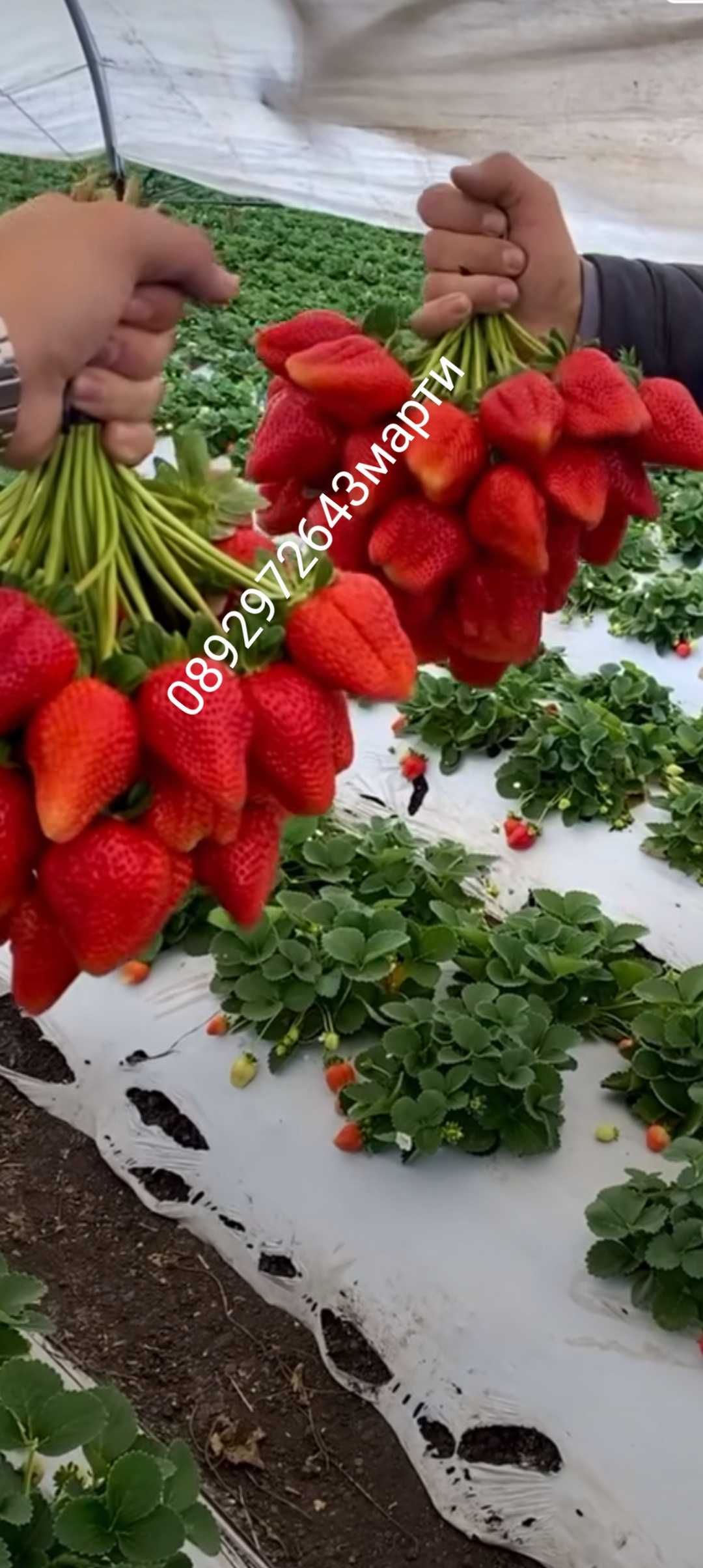 Разсад ягоди и малини