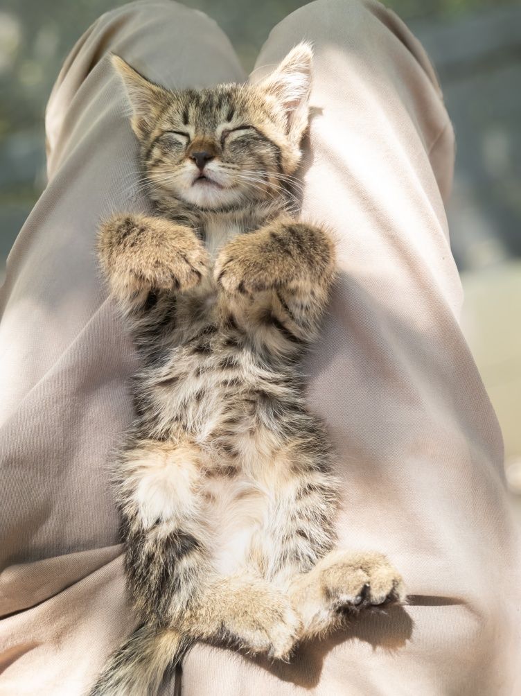 Срочно котёнок,котята,кошка,кот