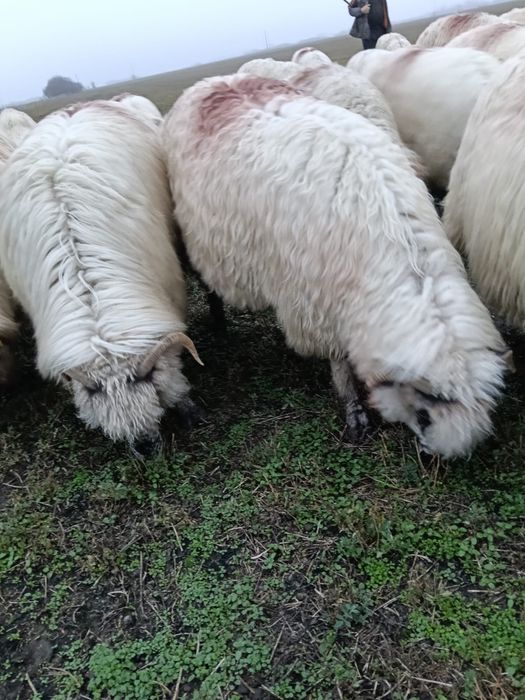 Oi disponibile de la primul miel până la al-5-lea miel.