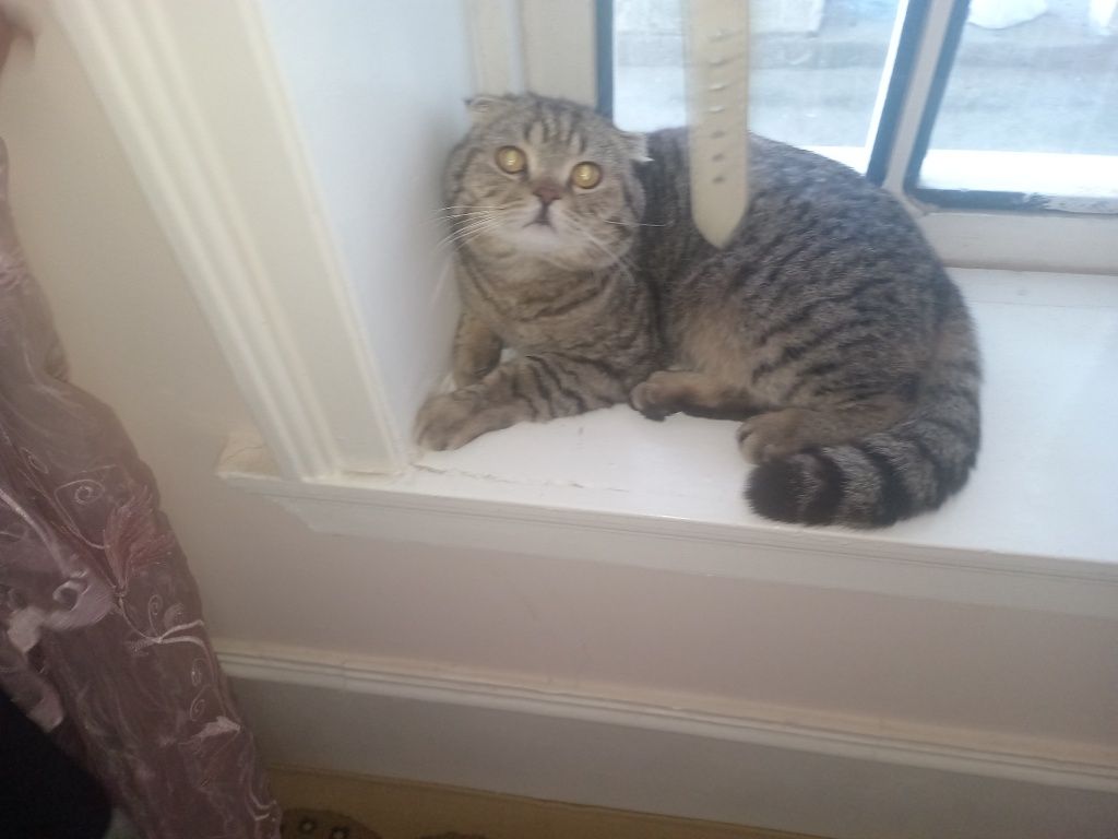 Scottish fold zotor mushuk