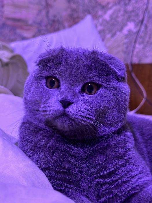 Кот породистый британский вислоухий ищет себе пару