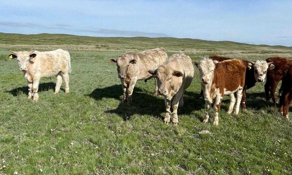 Продам годовалых бычков на мясо
