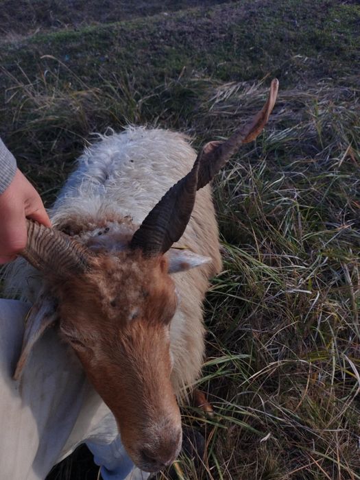 Vand 140 de oi Ratka majoritatea, și metis