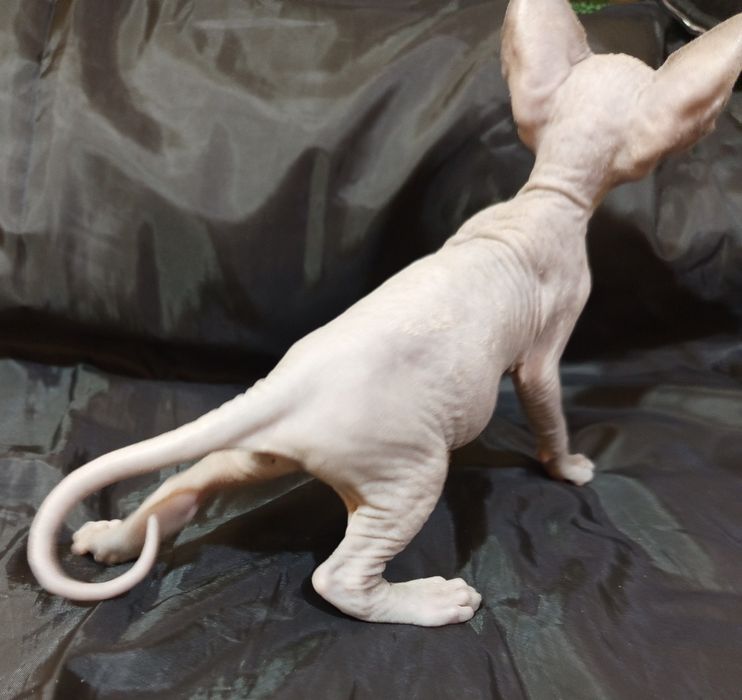 Канадский сфинкс 40 дней