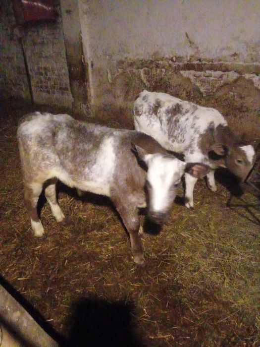 Vand 2 taurasi belgieni semi intarcati