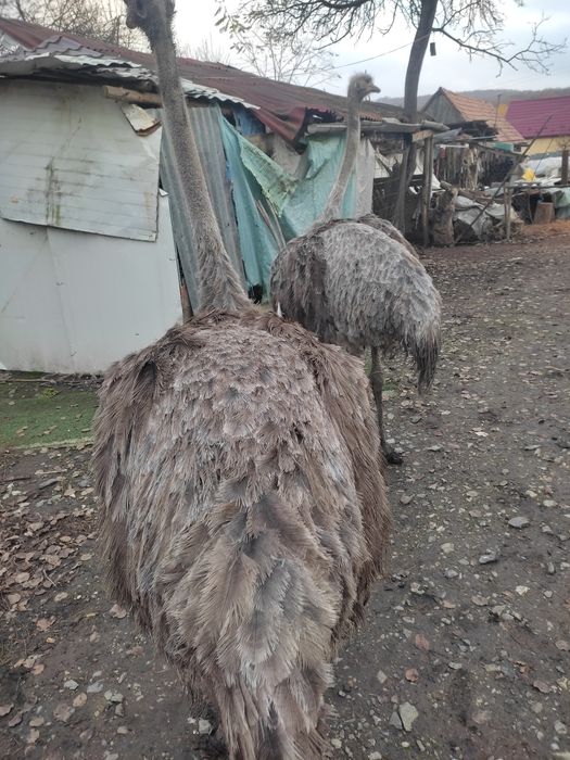 De vânzare doua femele struț virsta doi ani crescute după rețeta origi