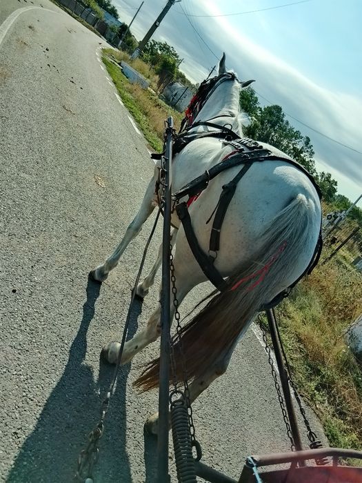 De vânzare iapa de 8 ani