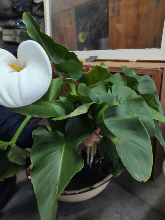 Продам цветы каллы