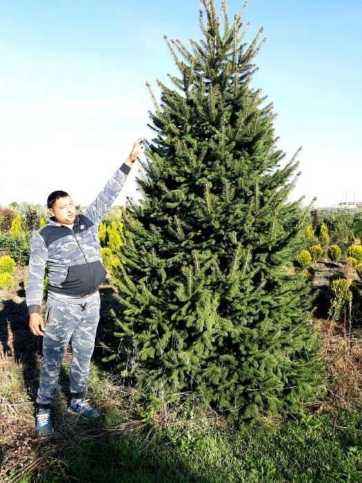 Abies nordmanniana, concolor, picea abies, nordmandiana, brad, molid