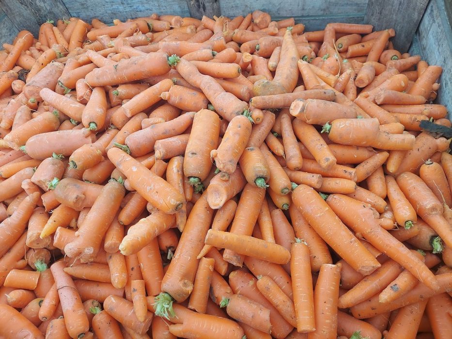 Vand morcovi pt animale