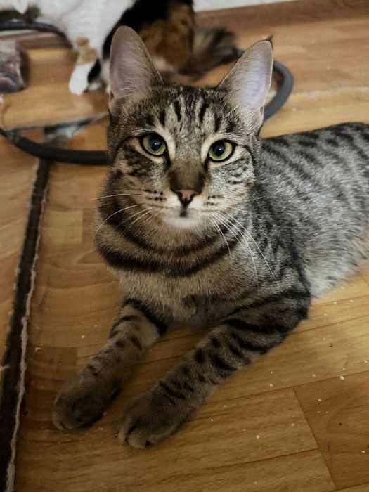 Кошечка бесплатно