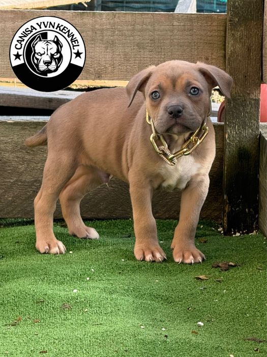 Mascul amstaff blue fawn