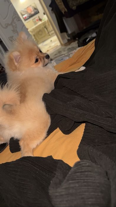 Помиранский щпиц