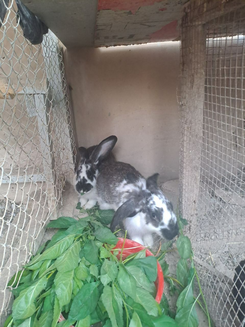Куйон домашний 2кг котта