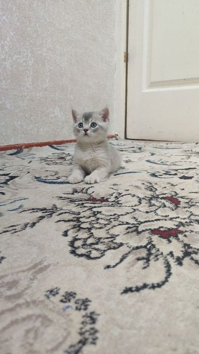 Scottish fold winwilla