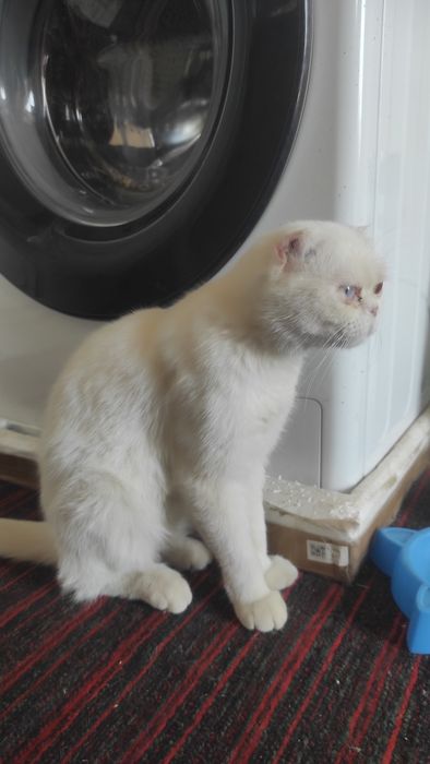 Scottish Fold gibrit zot