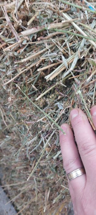 Disponibili baloti trifoi (lucerna)