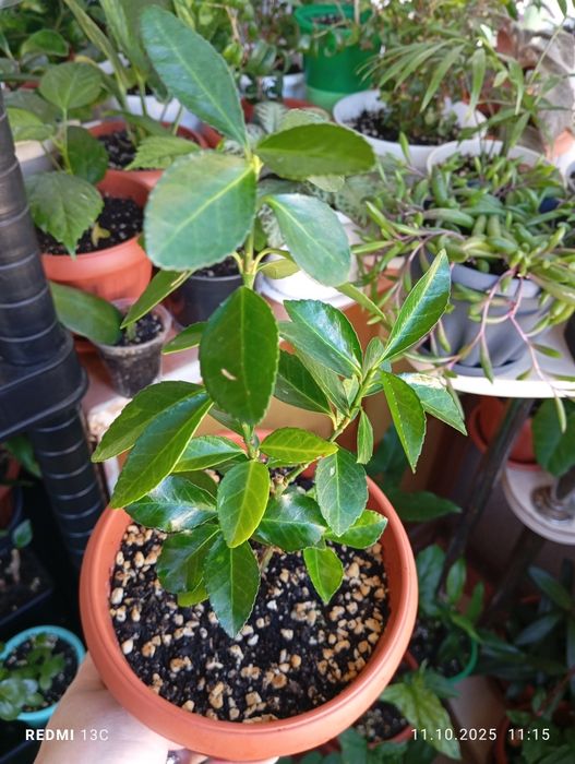 Растения разных сортов