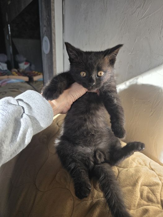 Отдам котенка мальчика