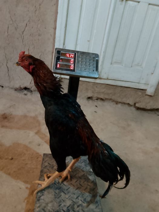 Dakan Xo'roz sotiladi