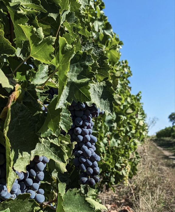 Struguri alb de suruceni si moldova